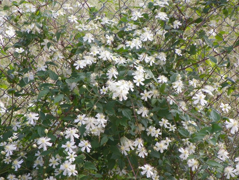 Clematis Summer Snow - Dobarland 2018 2