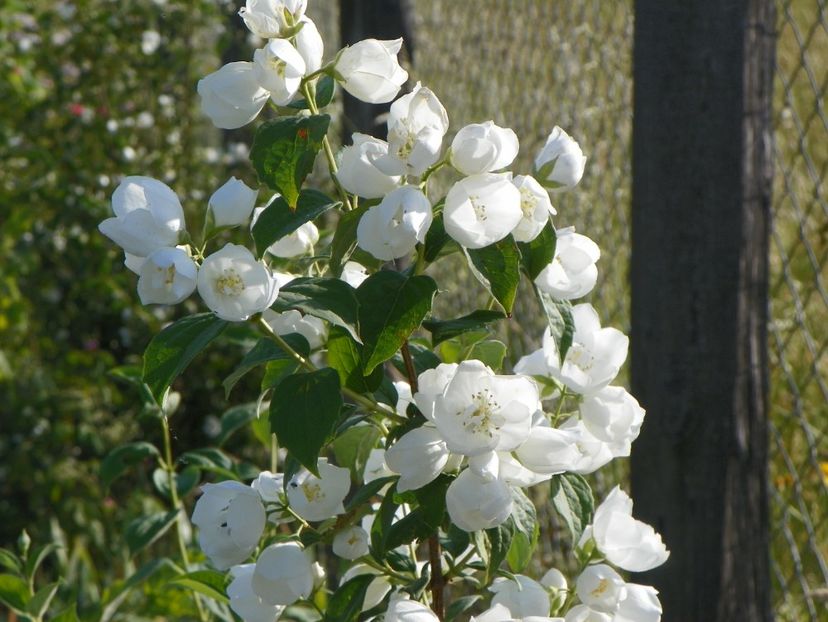 philadelphus Virginal - Dobarland 2018 2