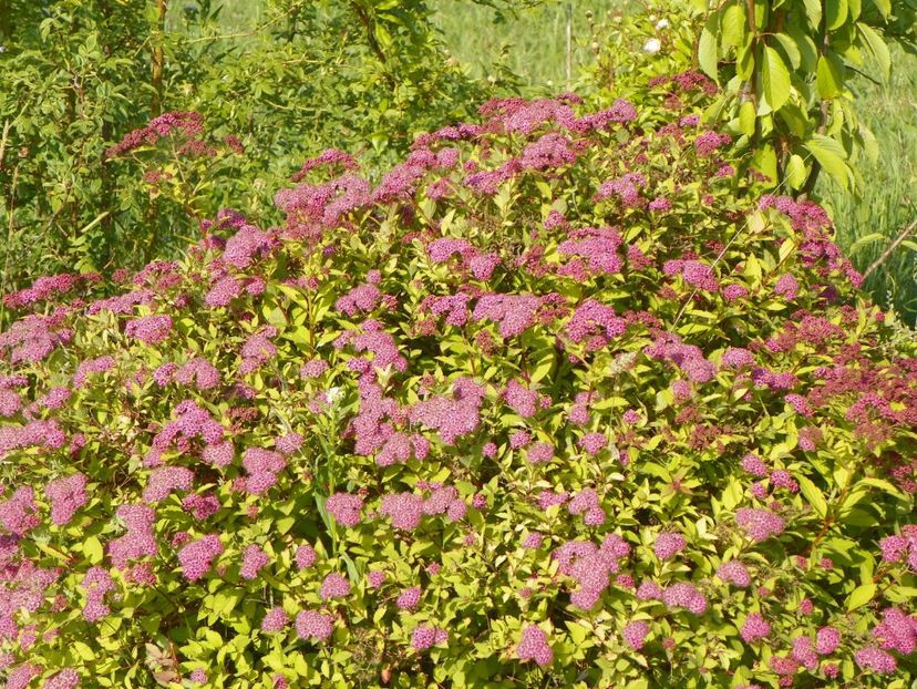 spiraea Magic Carpet - Dobarland 2018 2