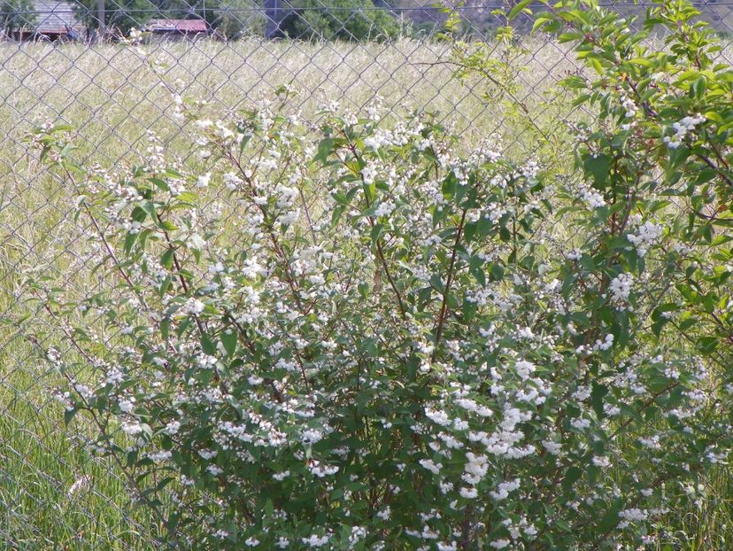 deutzia Codsall Pink - Dobarland 2018 2