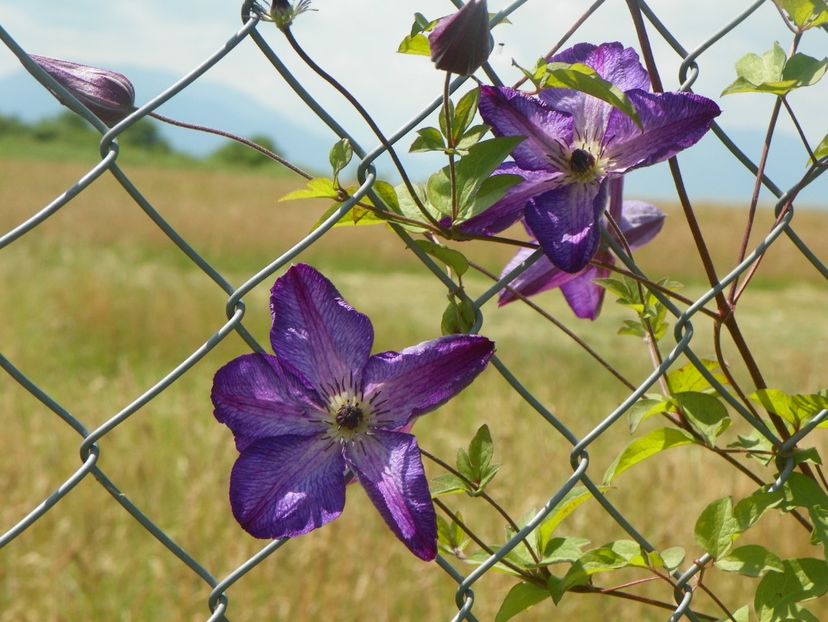 Venosa Violacea - Dobarland 2018 2