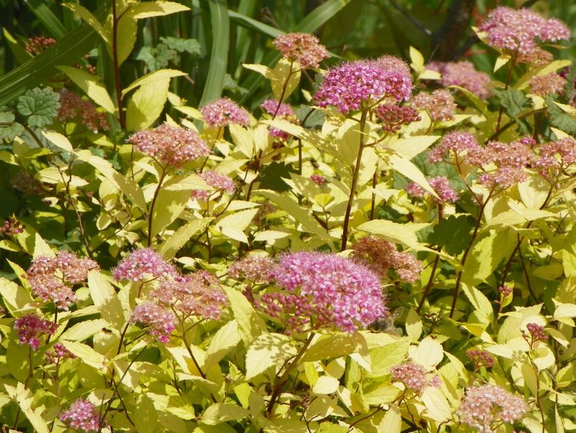 spiraea Golden Princess - Dobarland 2018 2