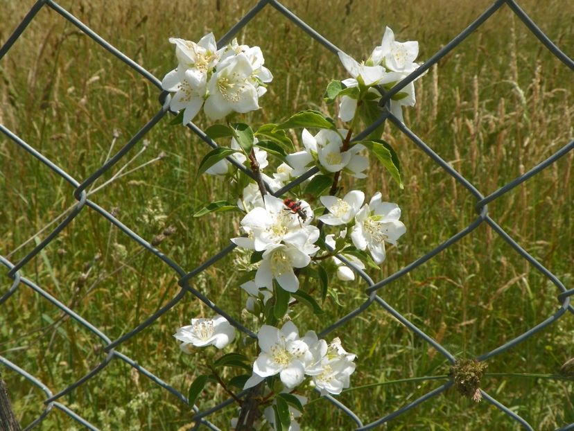 philadelphus Innocence - Dobarland 2018 2