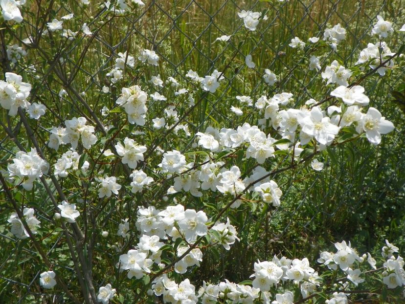 philadelphus Innocence - Dobarland 2018 2