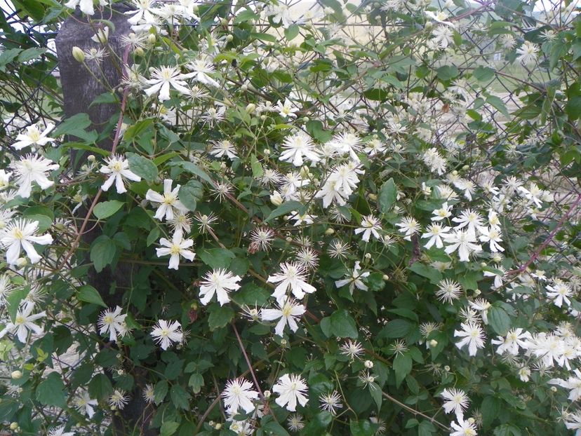 Clematis Summer Snow - Dobarland 2018 2