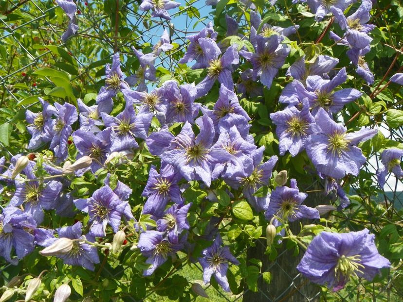 clematis Prince Charles - Dobarland 2018 2