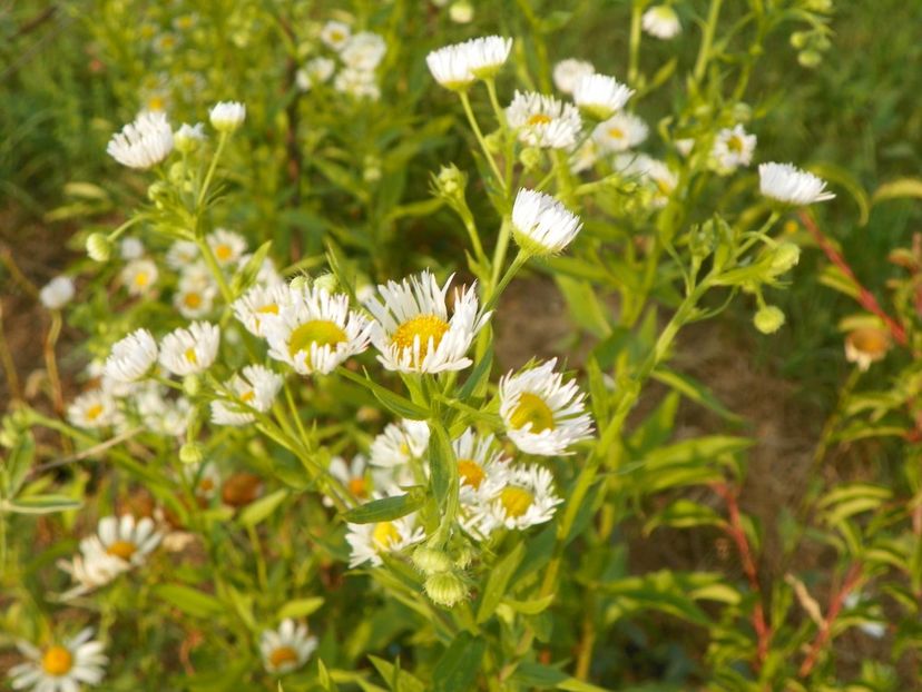 erigeron annuus - Dobarland 2018 2