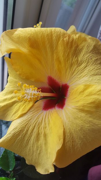  - Hibiscus Adonicus Yellow