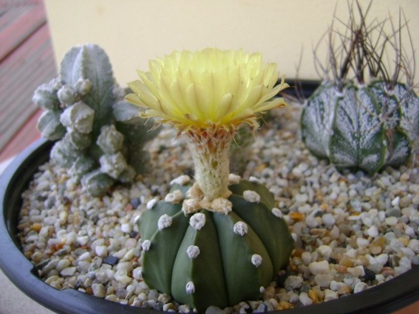 Astrophytum asterias - Cactusi 2018 bis