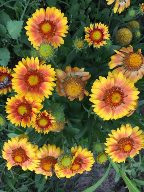 gaillardia aristata - Flori la balta 2018