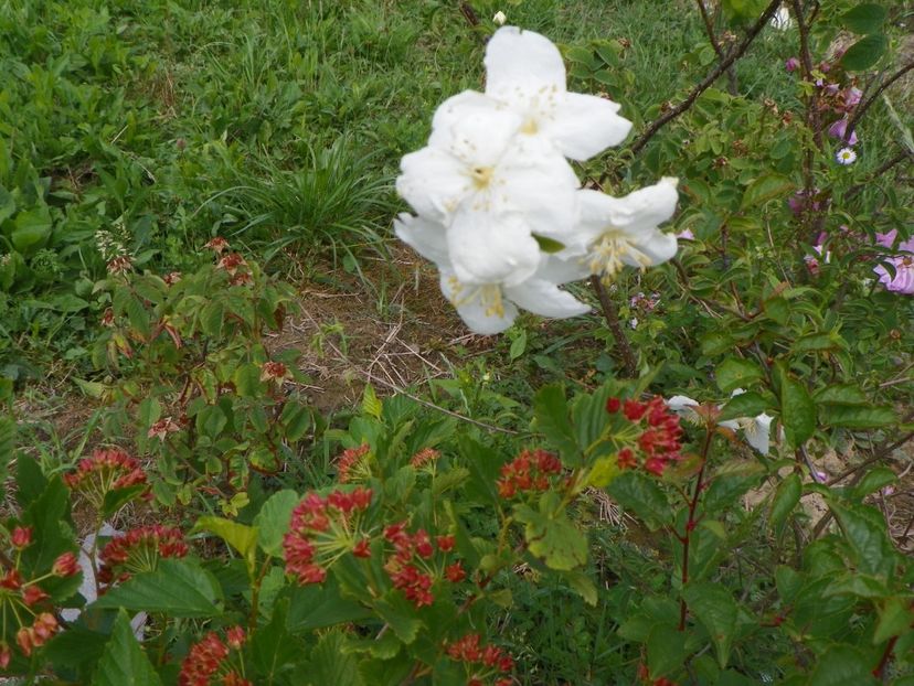 philadelphus Beauclerk - Dobarland 2018 2