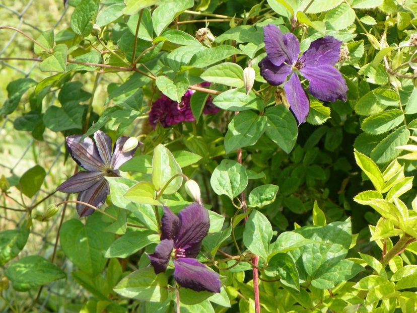 clematis Negritjanka - Dobarland 2018 2