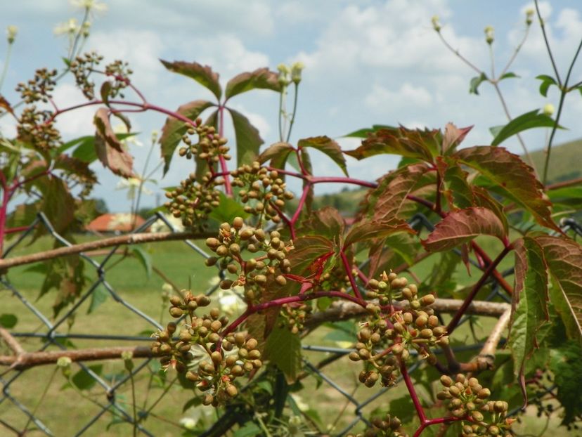 parthenocissus quinquefolia - Dobarland 2018 2