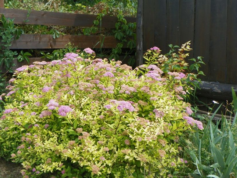 spiraea Gold Mound - Dobarland 2018 2