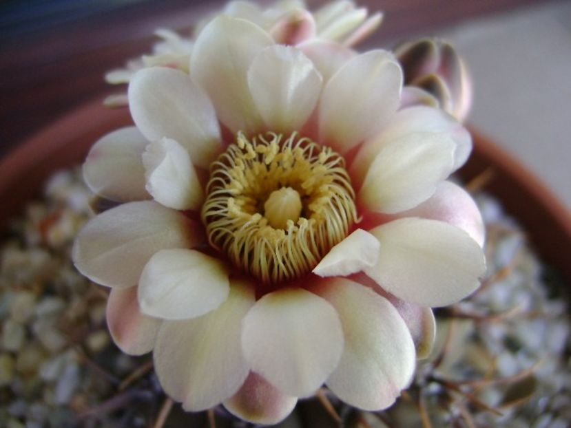 Gymnocalycium ochoterenae v. cinereum - Cactusi 2018 Gymnocalycium