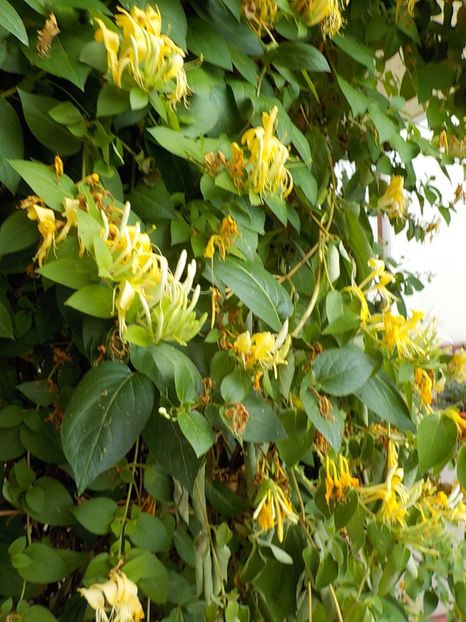  - lonicera