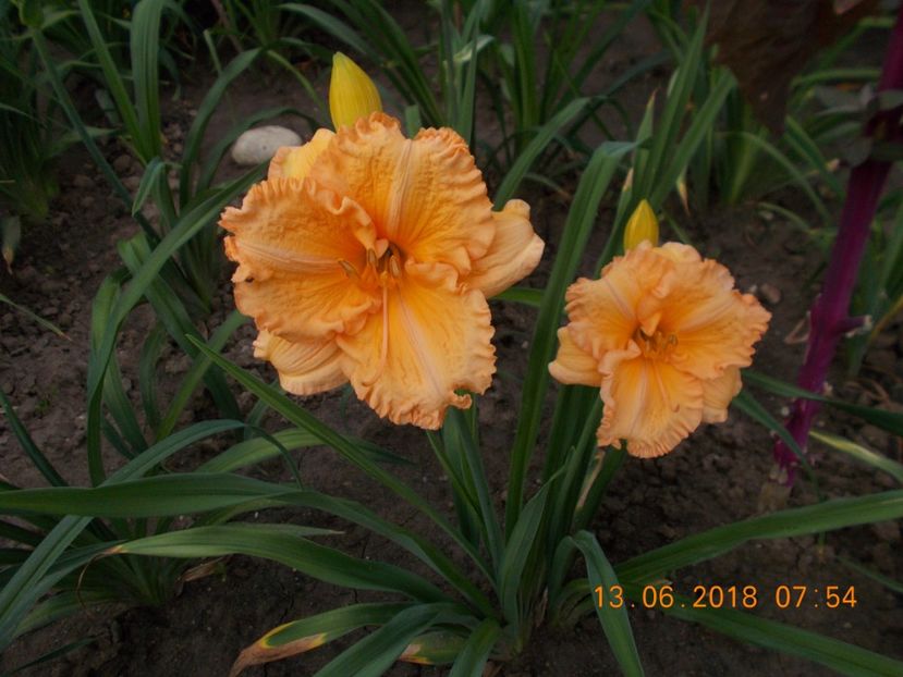  - Hemerocallis 2018