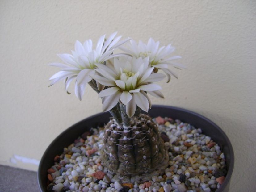 Gymnocacalycium ragonesei - Cactusi 2018 Gymnocalycium