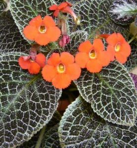 Episcia Tiger Stripe- flori - Flori 2017