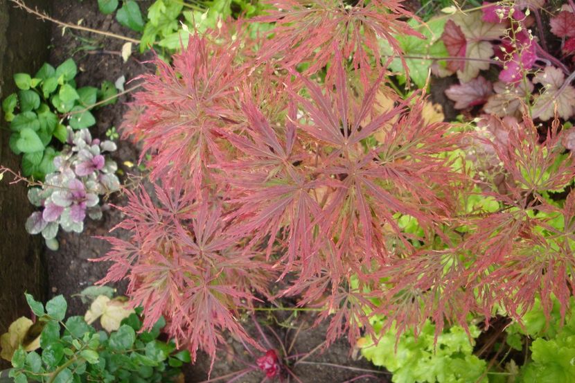  - Heuchera Hosta si altele