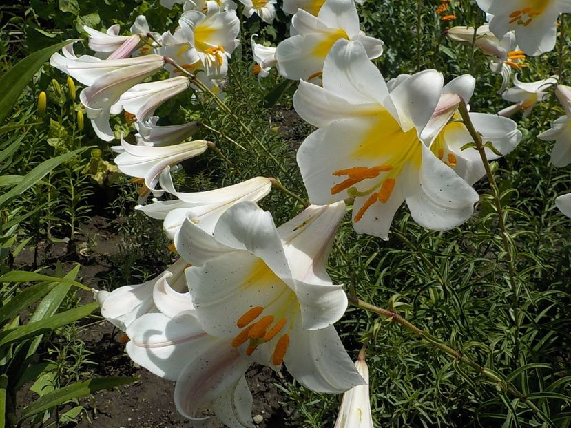  - lilium regale