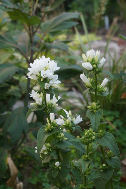  - Campanula