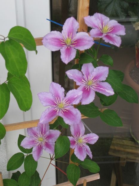 clematis Piilu - Clematis 2018