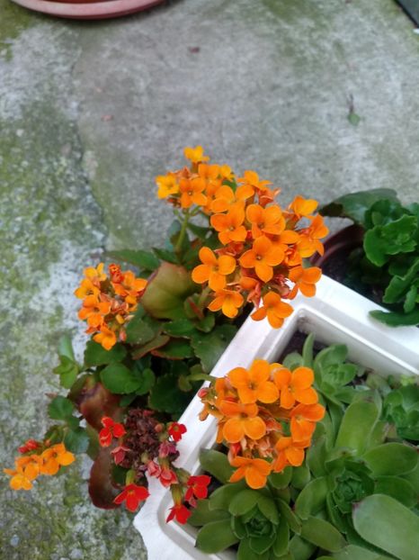  - Kalanchoe blossfeldiana si alte tipuri