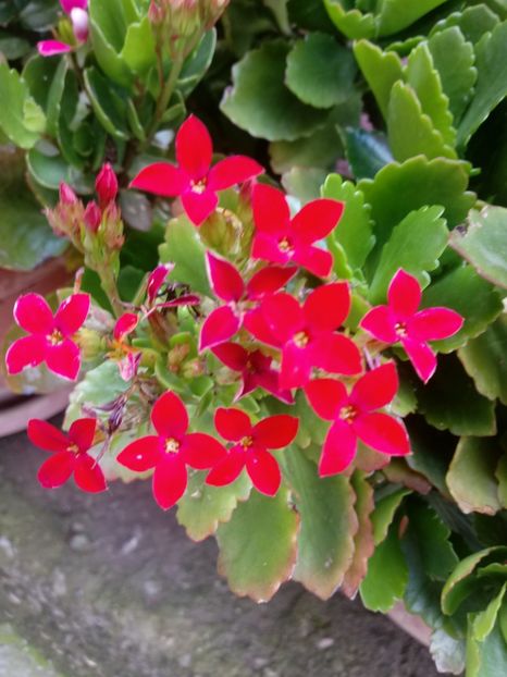  - Kalanchoe blossfeldiana si alte tipuri