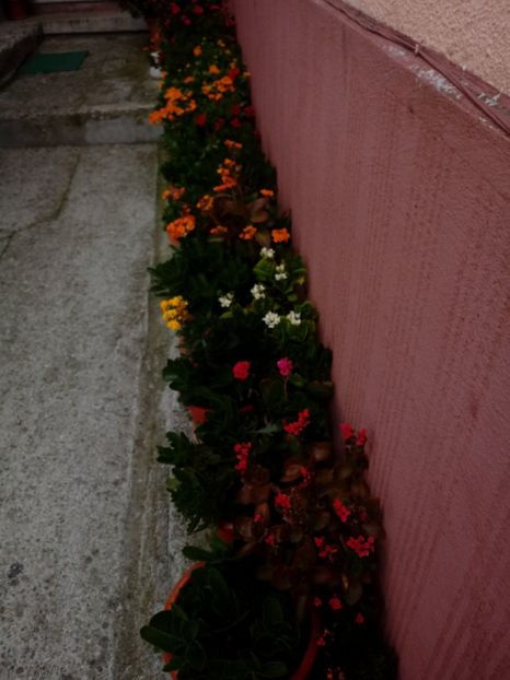  - Kalanchoe blossfeldiana si alte tipuri