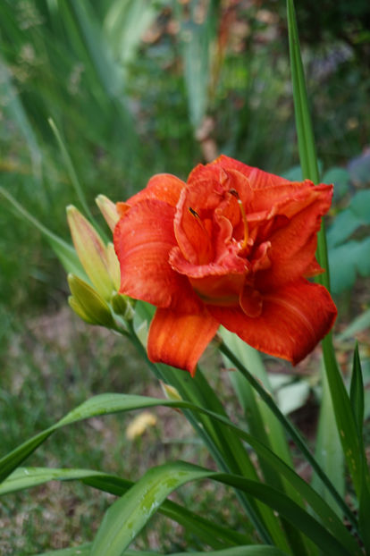  - Hemerocallis 2018- 2019