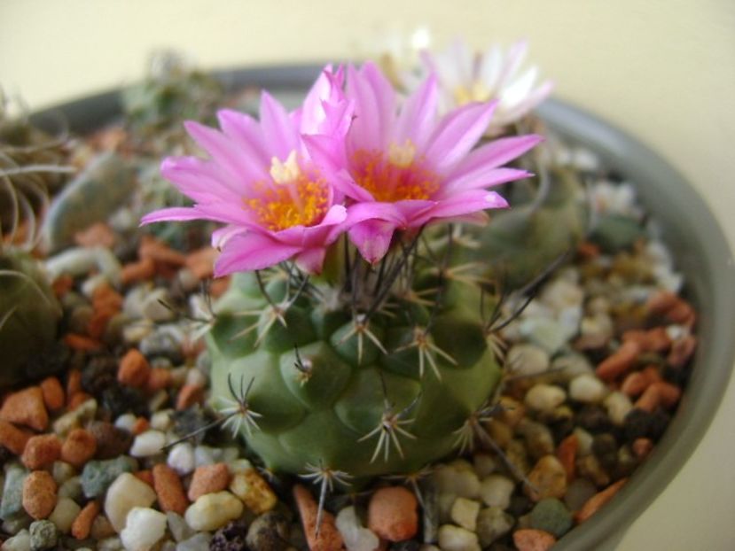 Turbinicarpus viereckii - Cactusi 2018 bis bis