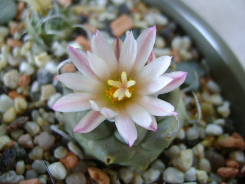 Turbinicarpus schwarzii v. rubriflorus - Cactusi 2018 bis bis