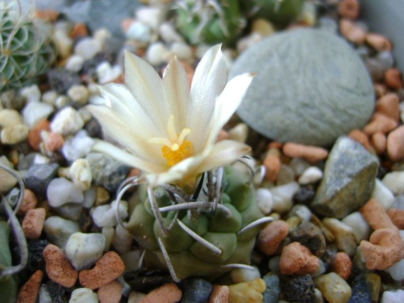 Turbinicarpus pachystele - Cactusi 2018 bis bis