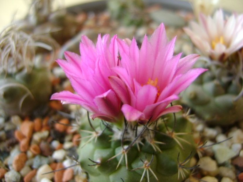 Turbinicarpus viereckii - Cactusi 2018 bis bis