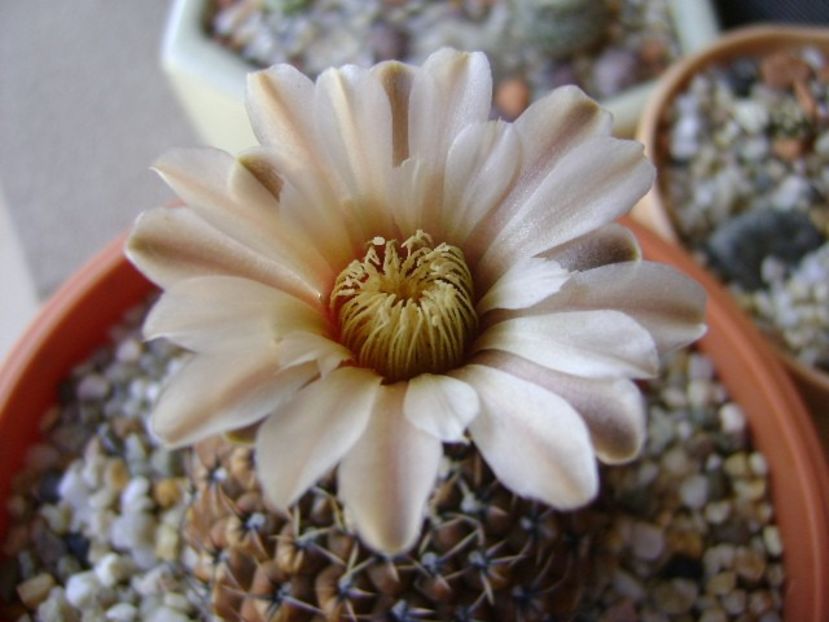 Gymnocalycium obductum - Cactusi 2018 Gymnocalycium