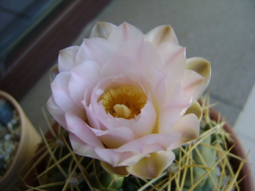 Gymnocalycium monvillei - Cactusi 2018 Gymnocalycium