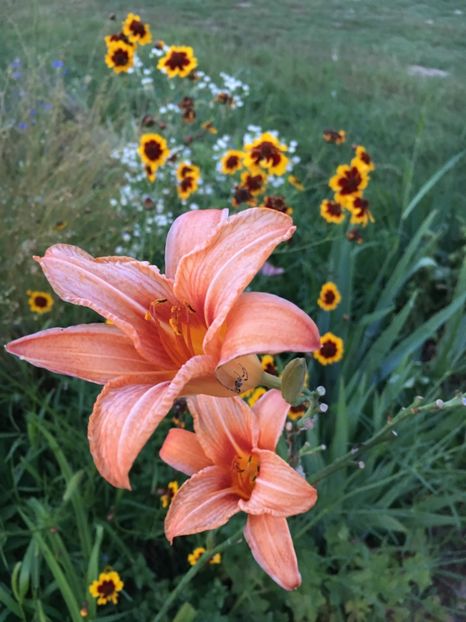 39419787-A1C4-4A1A-B97E-14BA0E309B03 - Hemerocallis 2018