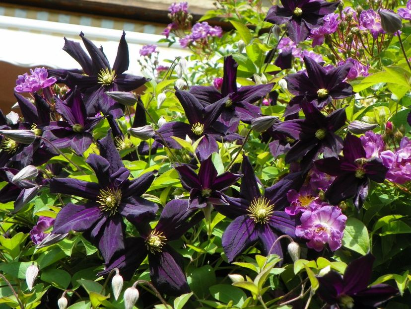 27 mai (32) - Clematite 2018