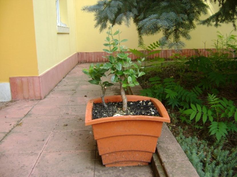 Feijoa (Acca sellowiana) si dafin - Bonsai si prebonsai 2018-2020