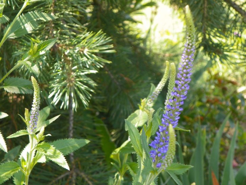 veronica spicata - Dobarland 2018 2