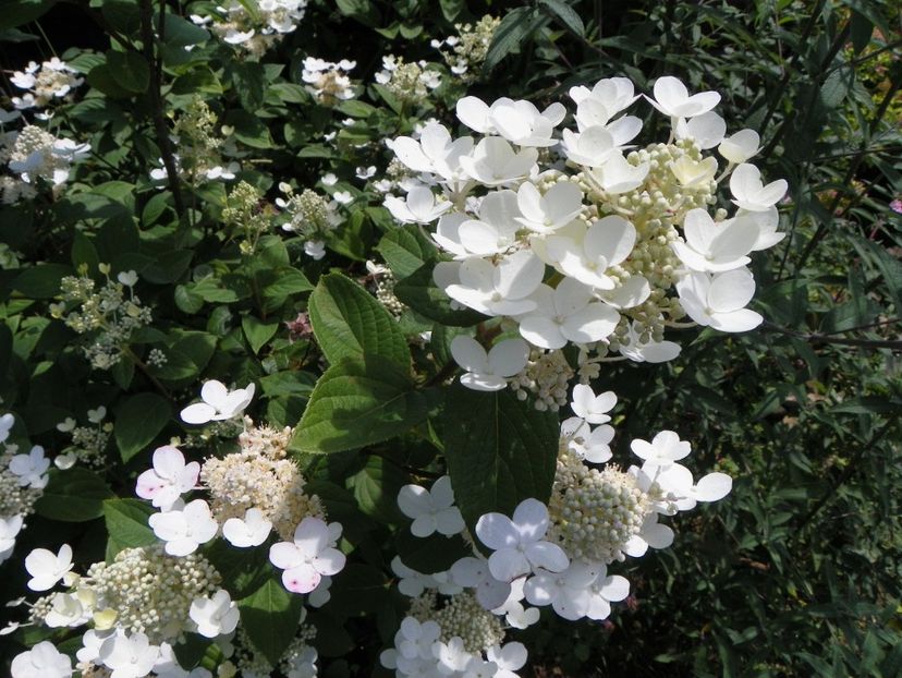 hydrangea paniculata Early Sensation - Dobarland 2018 3