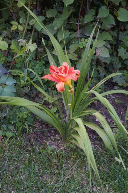  - Hemerocallis 2018- 2019