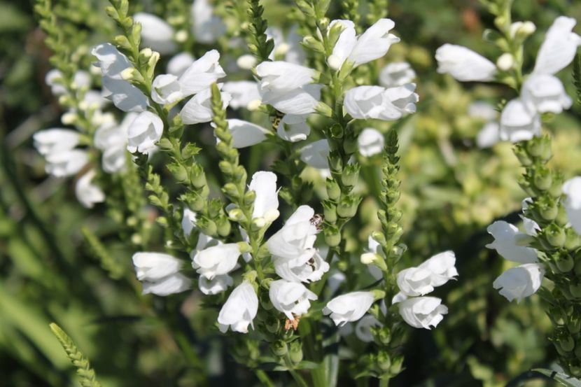 Physostegia virginiana Alb - flori diverse