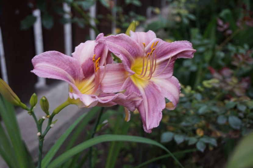 Prairie Blue Eyes - Hemerocallis 2018- 2019