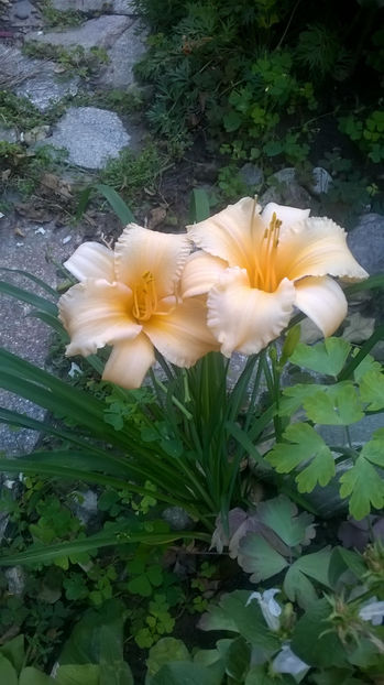  - Hemerocallis 2018- 2019