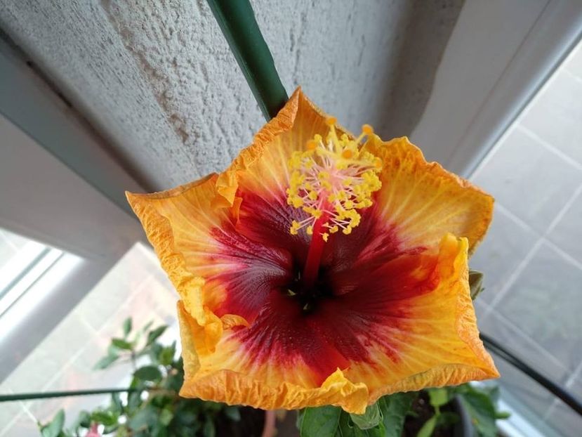 Hibiscus Gomer Moorea Sunset Star2 - HIBISCUSI GOMER