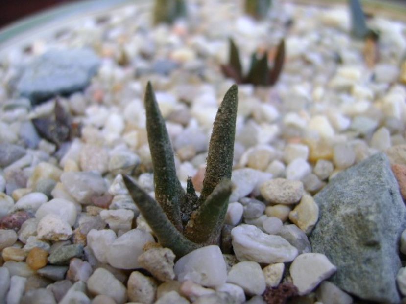 Ariocarpus bravoanus - Cactusi 2018 bis bis