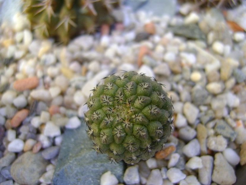 Eriosyce odieri ssp. glabrescens - Cactusi 2018 bis bis