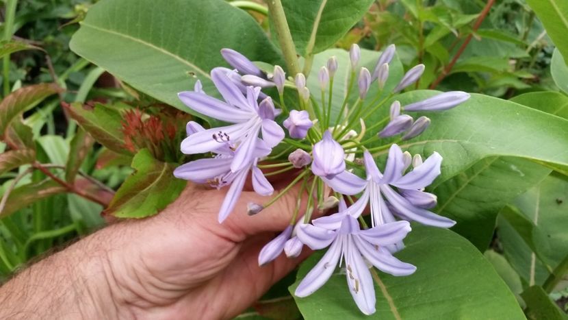 agapanthus bleo - Flori apartament